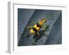 Yellow Bug-Dana Brett Munach-Framed Giclee Print