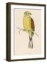 Yellow Bunting (Also known as Yellowhammer) (Emberiza Citrinella)-null-Framed Art Print