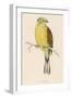 Yellow Bunting (Also known as Yellowhammer) (Emberiza Citrinella)-null-Framed Art Print