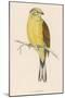 Yellow Bunting (Also known as Yellowhammer) (Emberiza Citrinella)-null-Mounted Art Print