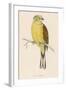 Yellow Bunting (Also known as Yellowhammer) (Emberiza Citrinella)-null-Framed Art Print