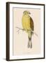 Yellow Bunting (Also known as Yellowhammer) (Emberiza Citrinella)-null-Framed Art Print