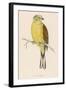 Yellow Bunting (Also known as Yellowhammer) (Emberiza Citrinella)-null-Framed Art Print