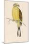 Yellow Bunting (Also known as Yellowhammer) (Emberiza Citrinella)-null-Mounted Art Print