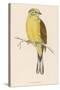 Yellow Bunting (Also known as Yellowhammer) (Emberiza Citrinella)-null-Stretched Canvas