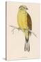 Yellow Bunting (Also known as Yellowhammer) (Emberiza Citrinella)-null-Stretched Canvas