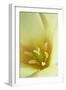 Yellow Burst I-Dana Styber-Framed Photographic Print