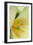 Yellow Burst II-Dana Styber-Framed Photographic Print