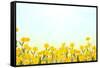 Yellow Buttercup Flowers on Light Background-Dr.Alex-Framed Stretched Canvas