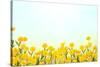 Yellow Buttercup Flowers on Light Background-Dr.Alex-Stretched Canvas