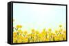 Yellow Buttercup Flowers on Light Background-Dr.Alex-Framed Stretched Canvas