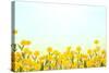 Yellow Buttercup Flowers on Light Background-Dr.Alex-Stretched Canvas