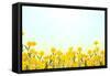 Yellow Buttercup Flowers on Light Background-Dr.Alex-Framed Stretched Canvas