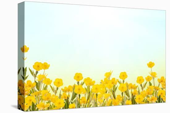 Yellow Buttercup Flowers on Light Background-Dr.Alex-Stretched Canvas