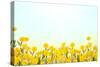 Yellow Buttercup Flowers on Light Background-Dr.Alex-Stretched Canvas