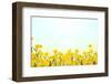 Yellow Buttercup Flowers on Light Background-Dr.Alex-Framed Photographic Print