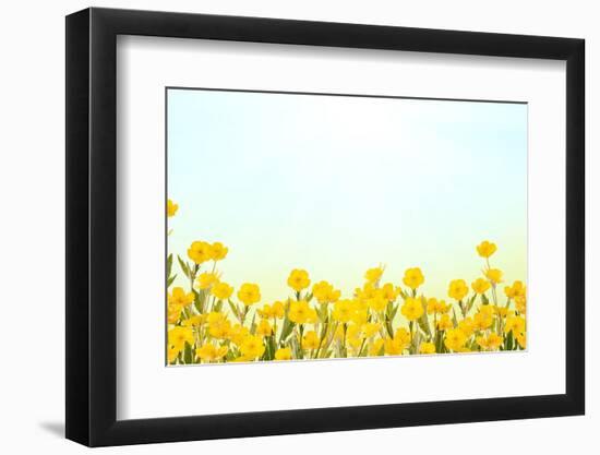 Yellow Buttercup Flowers on Light Background-Dr.Alex-Framed Photographic Print