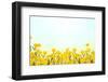 Yellow Buttercup Flowers on Light Background-Dr.Alex-Framed Photographic Print