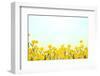 Yellow Buttercup Flowers on Light Background-Dr.Alex-Framed Photographic Print