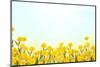 Yellow Buttercup Flowers on Light Background-Dr.Alex-Mounted Photographic Print
