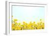 Yellow Buttercup Flowers on Light Background-Dr.Alex-Framed Photographic Print