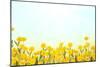 Yellow Buttercup Flowers on Light Background-Dr.Alex-Mounted Photographic Print