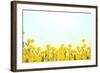 Yellow Buttercup Flowers on Light Background-Dr.Alex-Framed Photographic Print