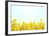 Yellow Buttercup Flowers on Light Background-Dr.Alex-Framed Photographic Print