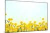 Yellow Buttercup Flowers on Light Background-Dr.Alex-Mounted Photographic Print