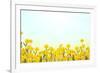 Yellow Buttercup Flowers on Light Background-Dr.Alex-Framed Photographic Print