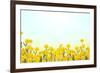 Yellow Buttercup Flowers on Light Background-Dr.Alex-Framed Photographic Print