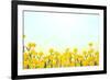 Yellow Buttercup Flowers on Light Background-Dr.Alex-Framed Photographic Print