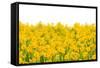 Yellow Buttercup Flowers-Dr.Alex-Framed Stretched Canvas