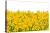 Yellow Buttercup Flowers-Dr.Alex-Stretched Canvas