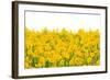 Yellow Buttercup Flowers-Dr.Alex-Framed Photographic Print