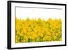 Yellow Buttercup Flowers-Dr.Alex-Framed Photographic Print