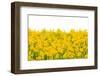 Yellow Buttercup Flowers-Dr.Alex-Framed Photographic Print