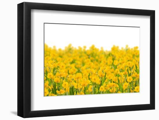 Yellow Buttercup Flowers-Dr.Alex-Framed Photographic Print