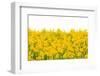 Yellow Buttercup Flowers-Dr.Alex-Framed Photographic Print
