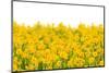 Yellow Buttercup Flowers-Dr.Alex-Mounted Photographic Print