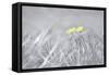 Yellow Buttercups-Adrian Campfield-Framed Stretched Canvas