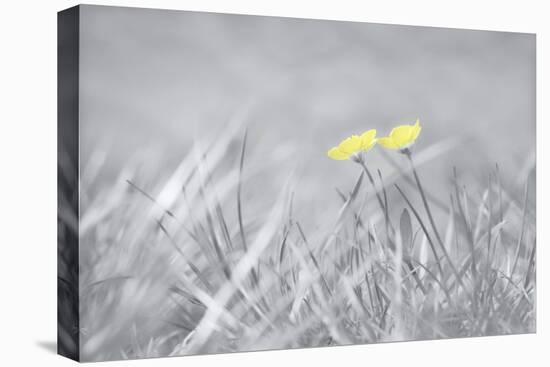 Yellow Buttercups-Adrian Campfield-Stretched Canvas