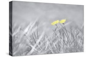 Yellow Buttercups-Adrian Campfield-Stretched Canvas