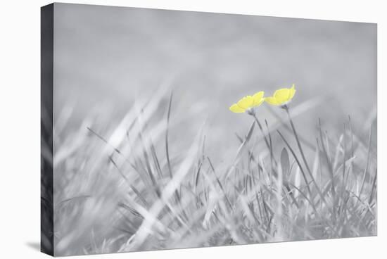 Yellow Buttercups-Adrian Campfield-Stretched Canvas