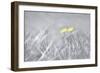 Yellow Buttercups-Adrian Campfield-Framed Premium Photographic Print