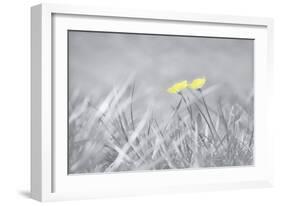 Yellow Buttercups-Adrian Campfield-Framed Photographic Print