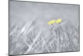 Yellow Buttercups-Adrian Campfield-Mounted Photographic Print