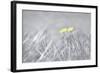 Yellow Buttercups-Adrian Campfield-Framed Photographic Print