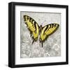 Yellow Butterfly-Alan Hopfensperger-Framed Art Print