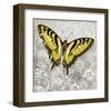 Yellow Butterfly-Alan Hopfensperger-Framed Art Print